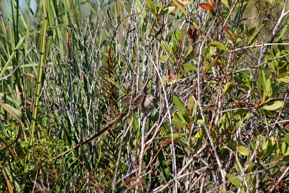 Zapata Wren - ML556720641