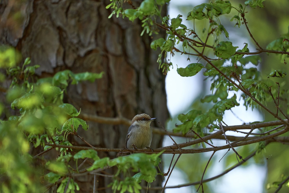 Brown-headed Nuthatch - ML556721891