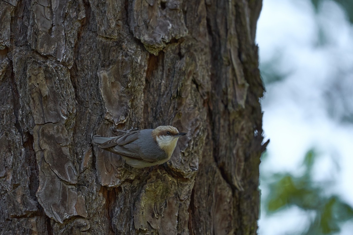 Brown-headed Nuthatch - ML556721901