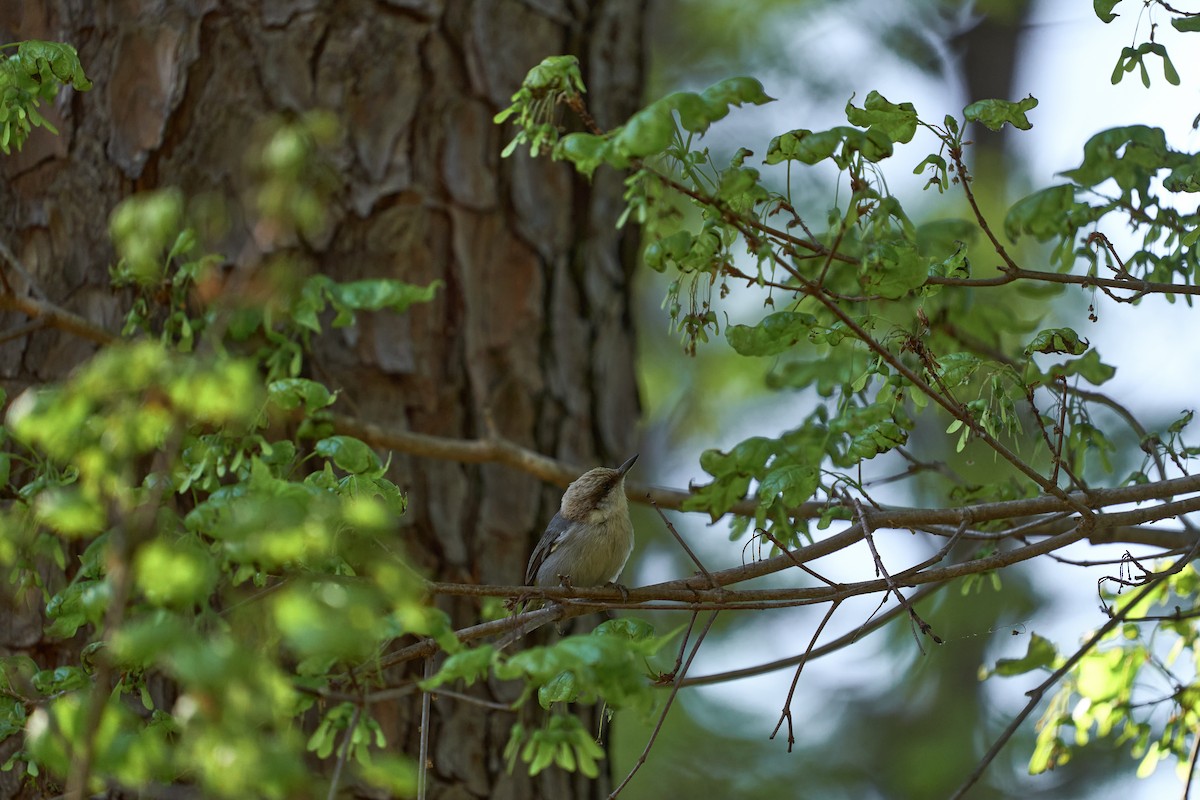 Brown-headed Nuthatch - ML556721911