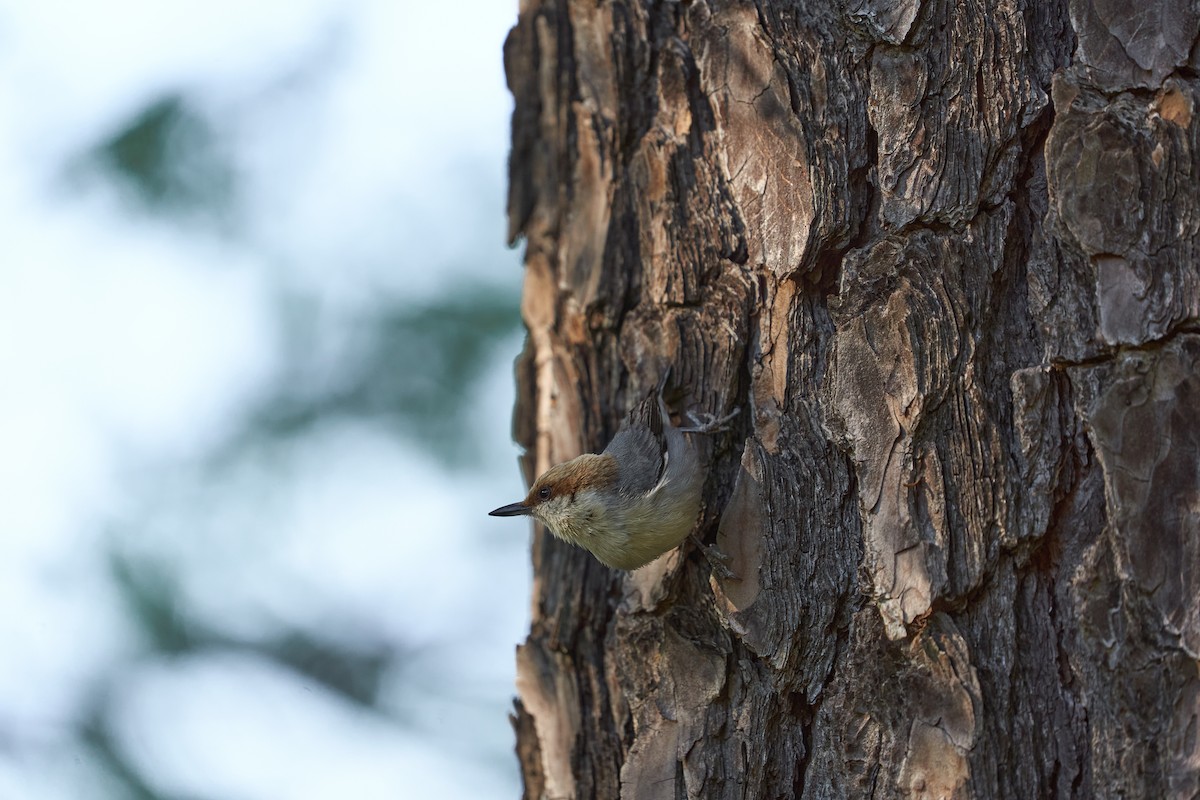Brown-headed Nuthatch - ML556721921