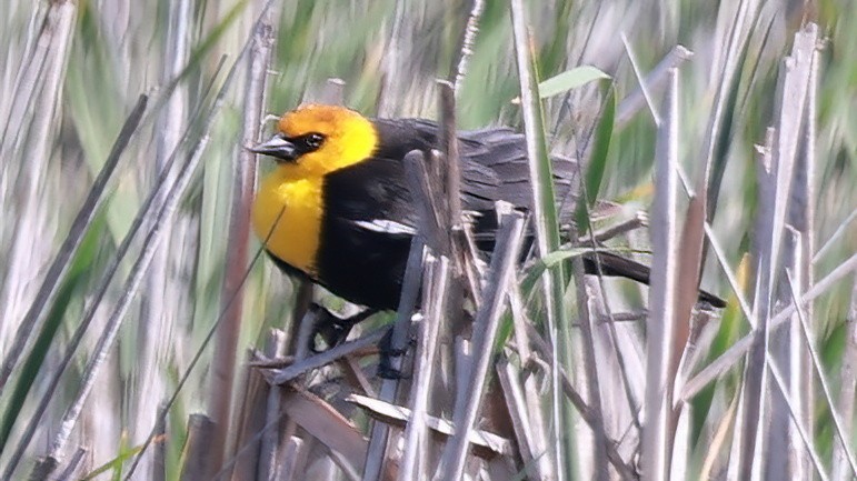 Yellow-headed Blackbird - Richard Brown