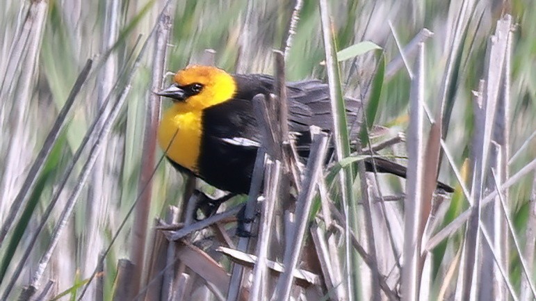 Yellow-headed Blackbird - ML556722621