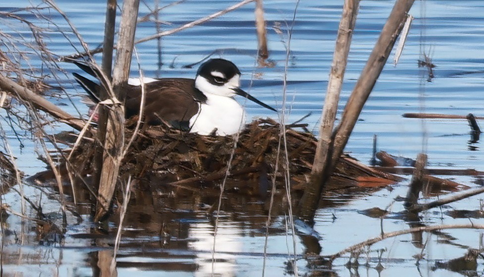 Black-necked Stilt - Richard Brown