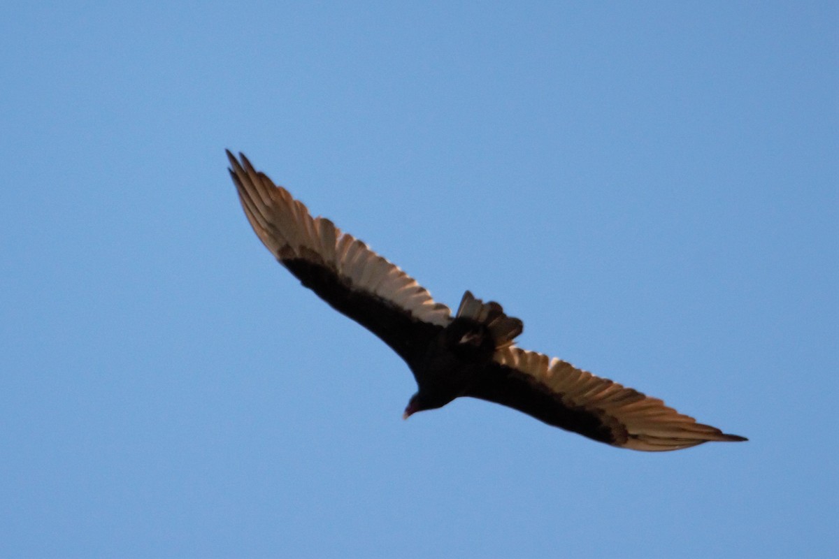 Turkey Vulture - Juan Marcos Montanari