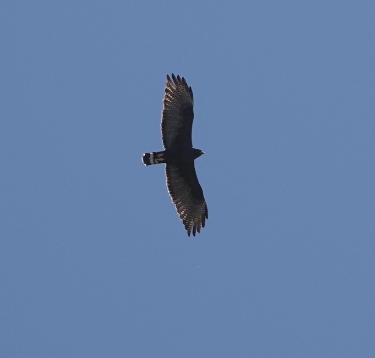 Zone-tailed Hawk - ML556725841