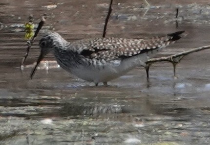 Lesser Yellowlegs - ML556726401