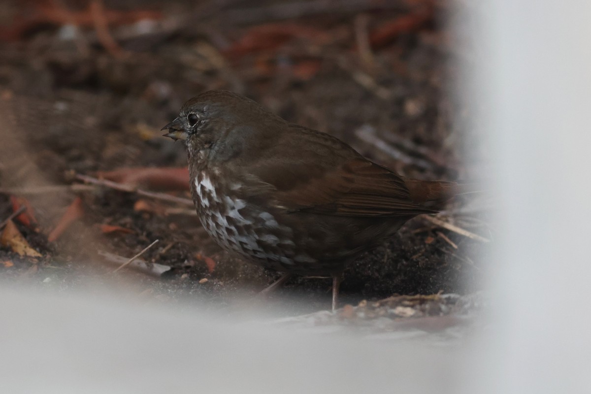 Fox Sparrow (Sooty) - ML556726661