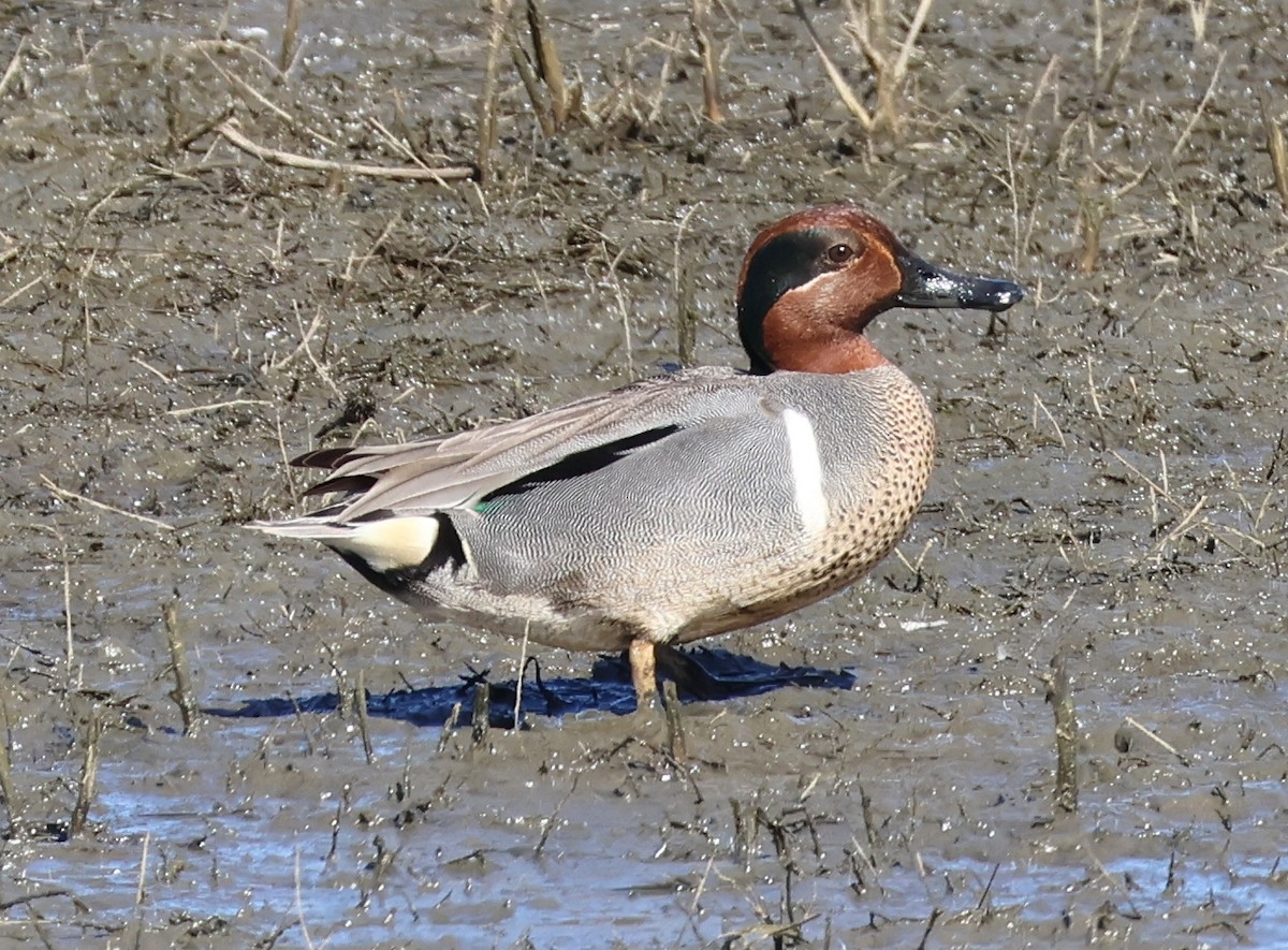 Green-winged Teal - ML556730931