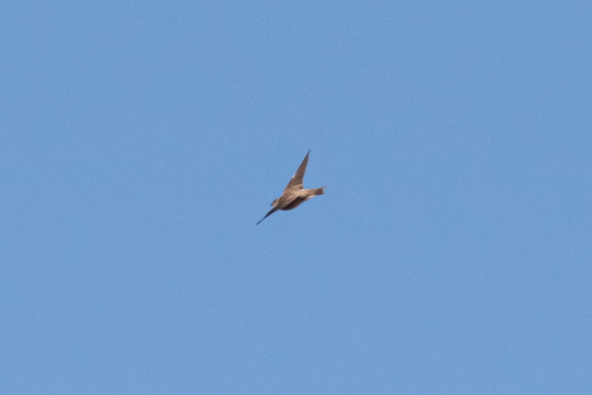 Northern Rough-winged Swallow - Mike Thompson