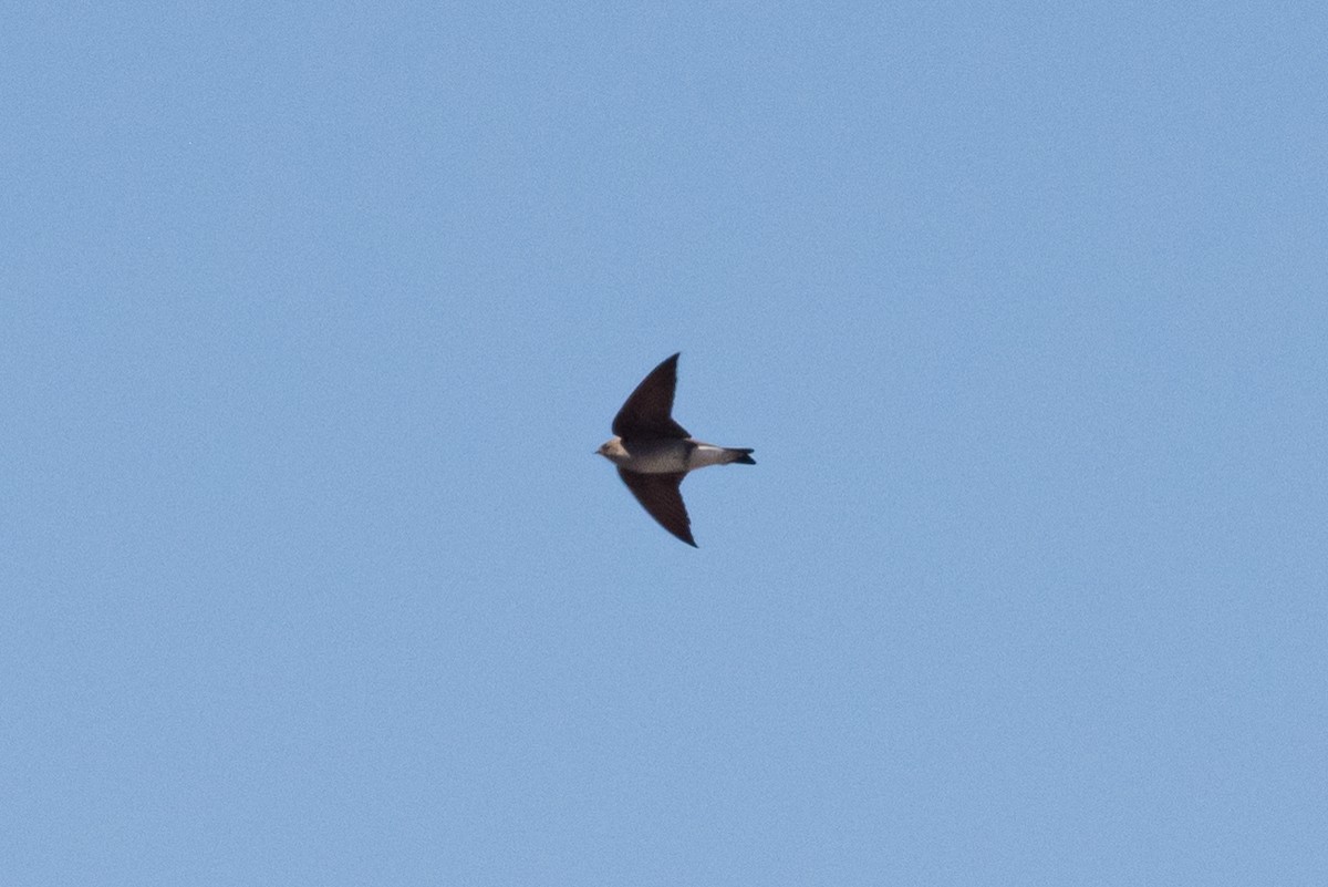 Northern Rough-winged Swallow - Mike Thompson