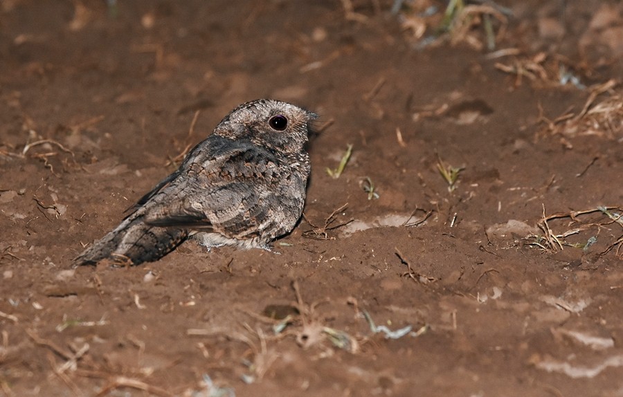 Band-winged Nightjar - ML556732481