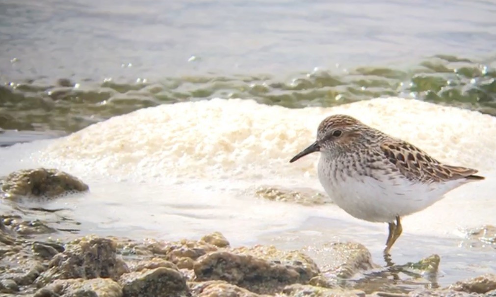 Least Sandpiper - ML55673321