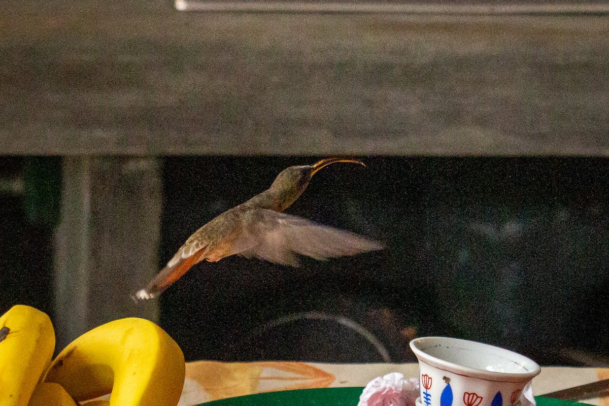 Rufous-breasted Hermit - ML556733851