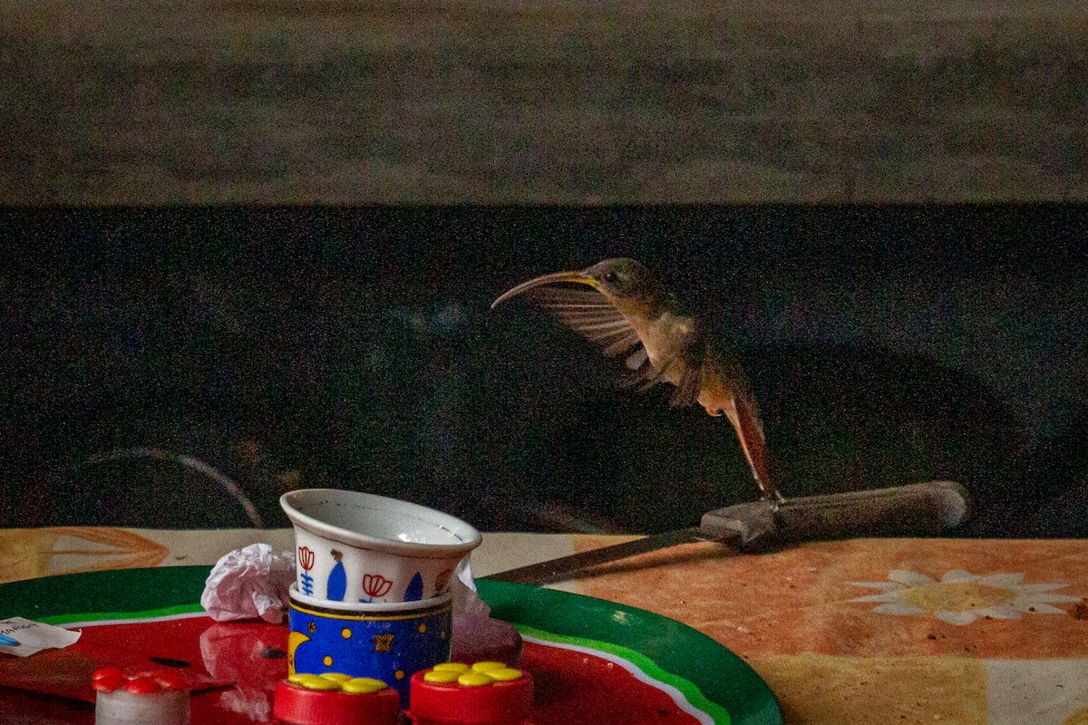 Rufous-breasted Hermit - Francisco Russo