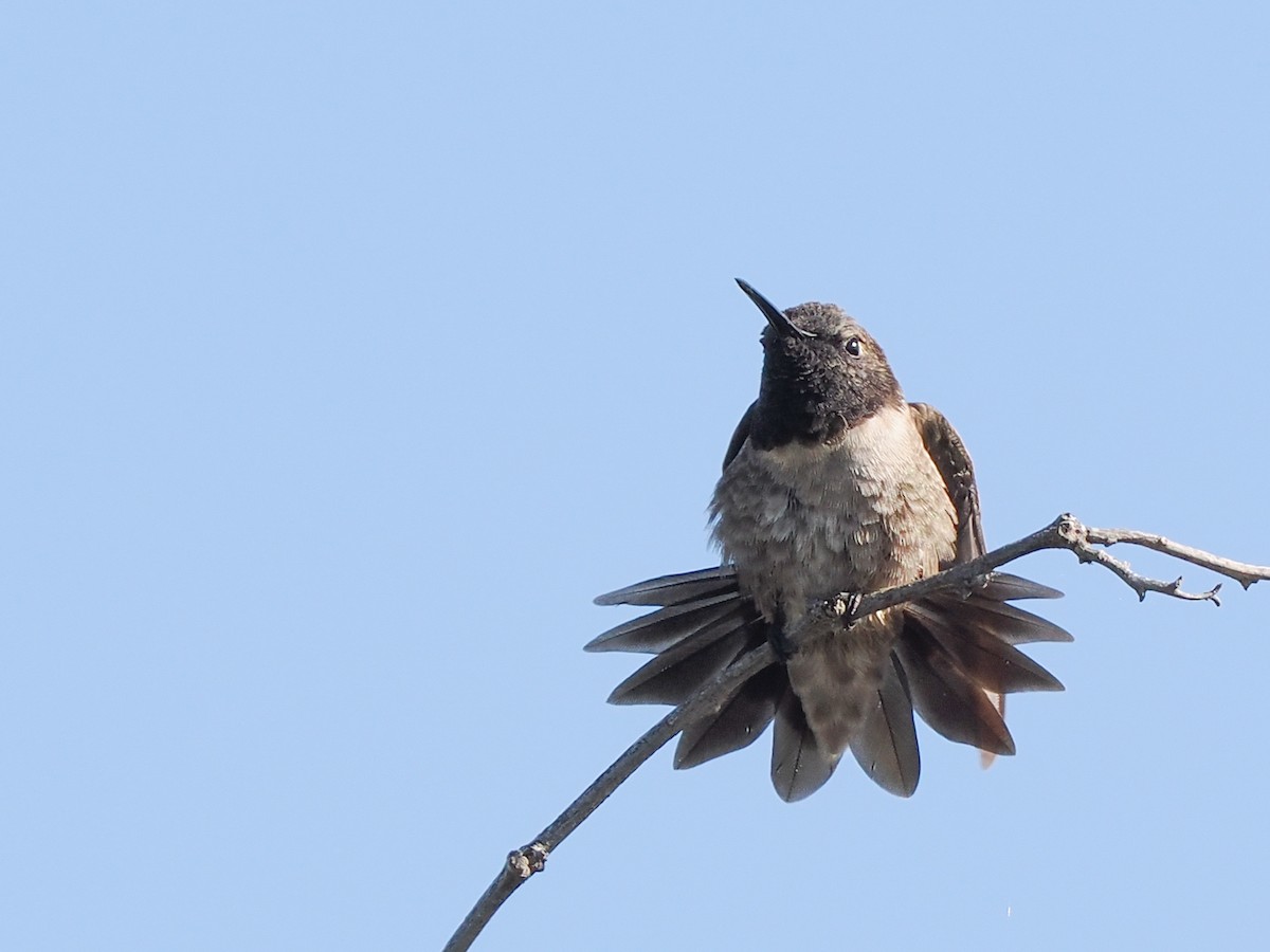 Black-chinned Hummingbird - ML556734491