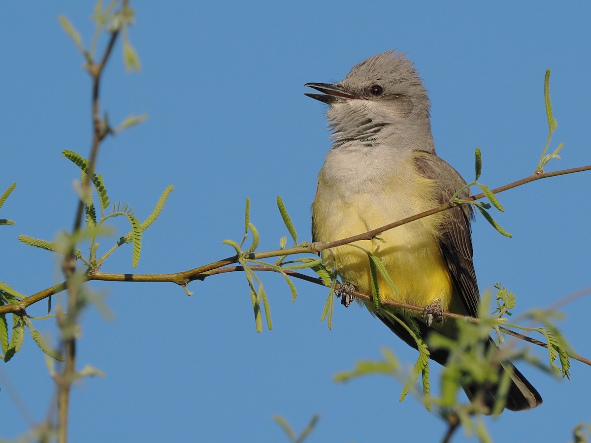 Western Kingbird - ML556734521