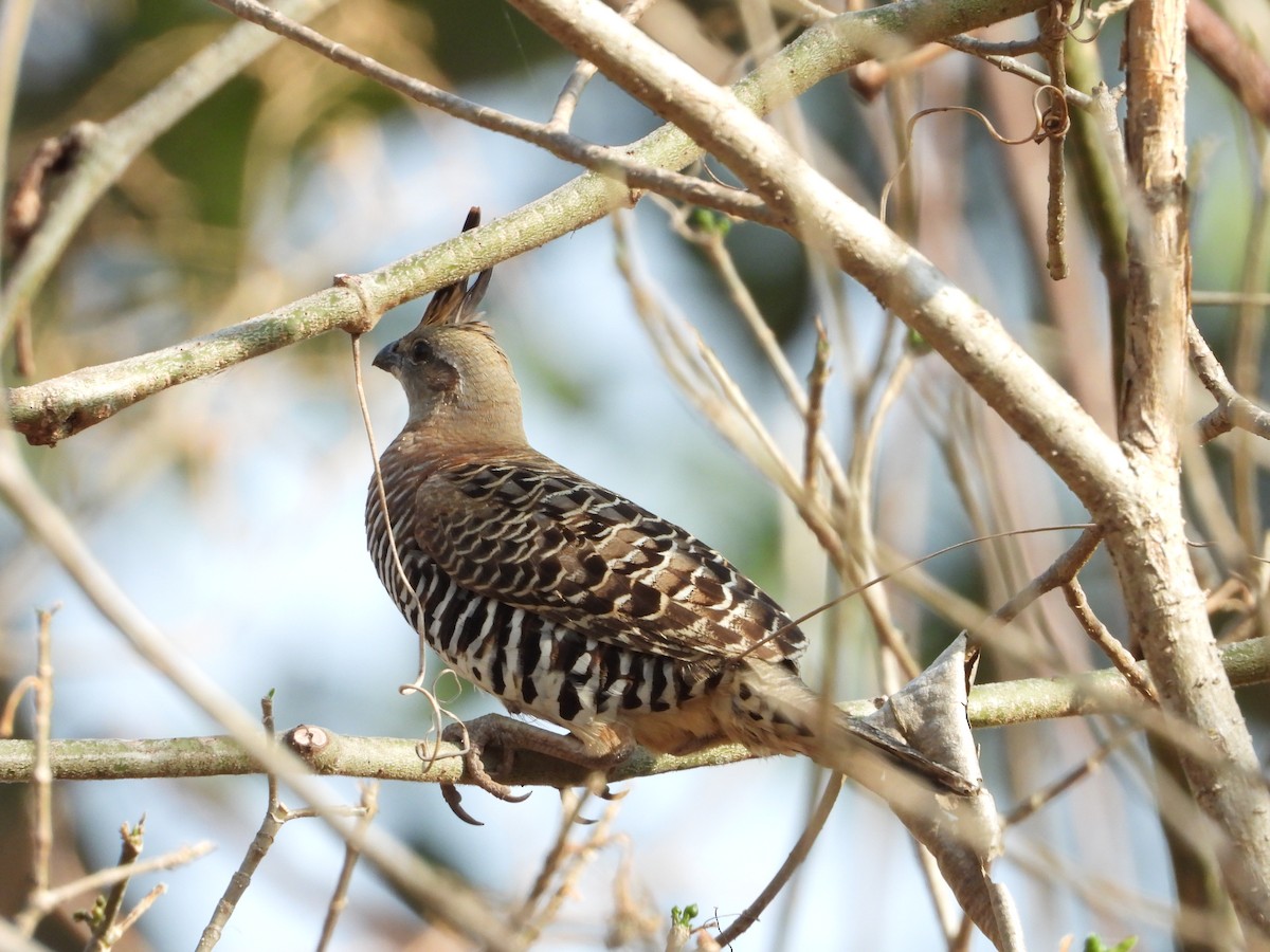 Banded Quail - Daniela  Souza