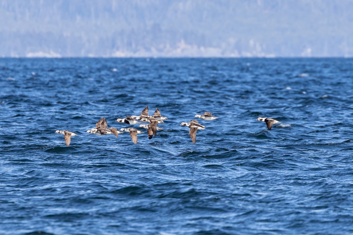 Long-tailed Duck - ML556735111