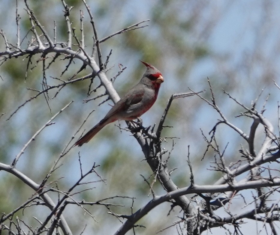 Cardinal pyrrhuloxia - ML556735411