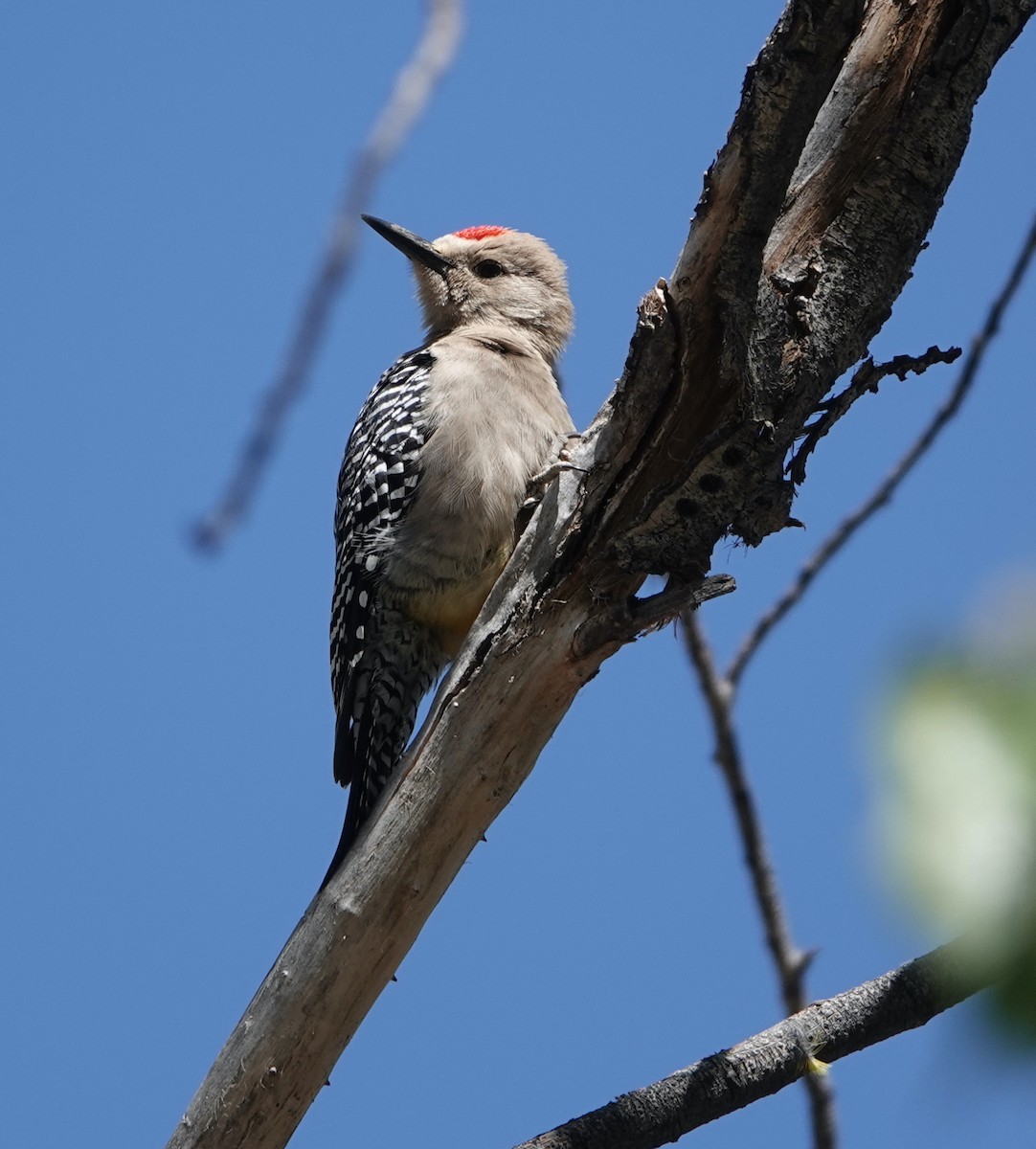 Gila Woodpecker - David McDonald