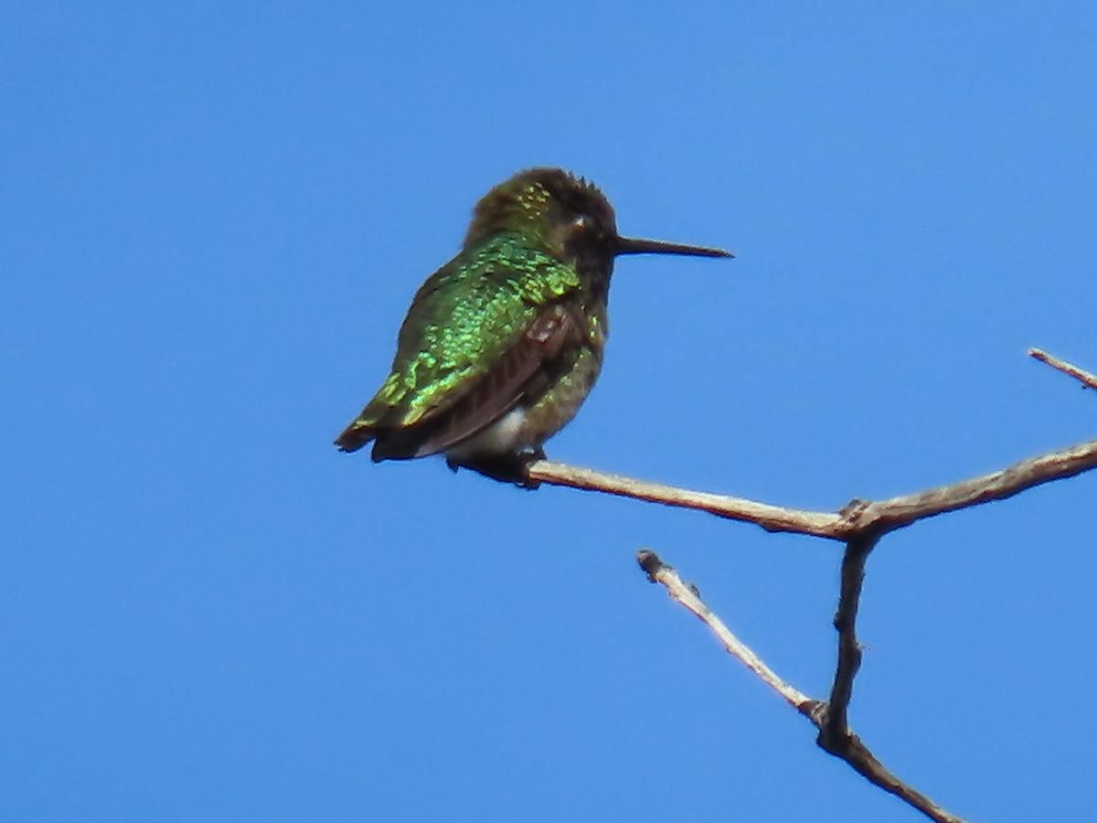 Anna's Hummingbird - Elizabeth Ferber