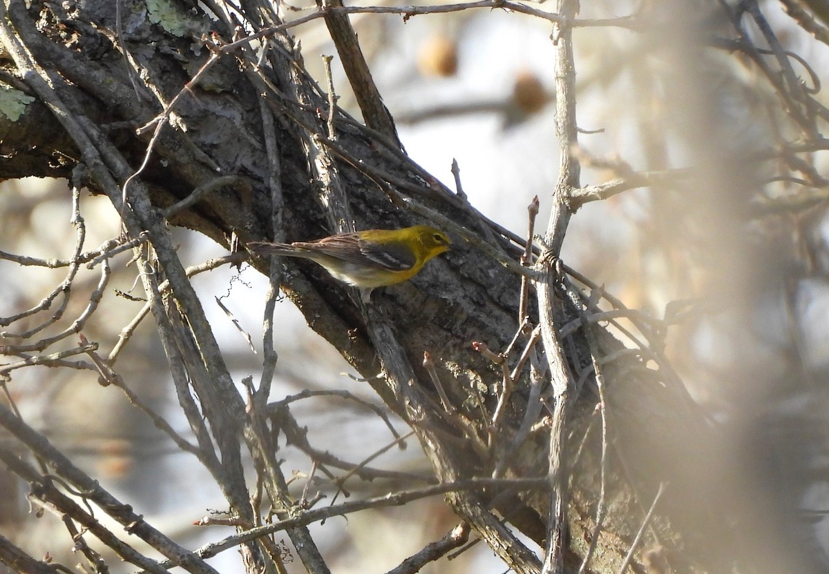 Pine Warbler - ML556736761