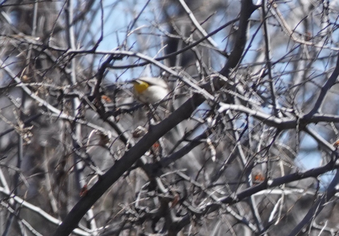 Virginia's Warbler - David McDonald