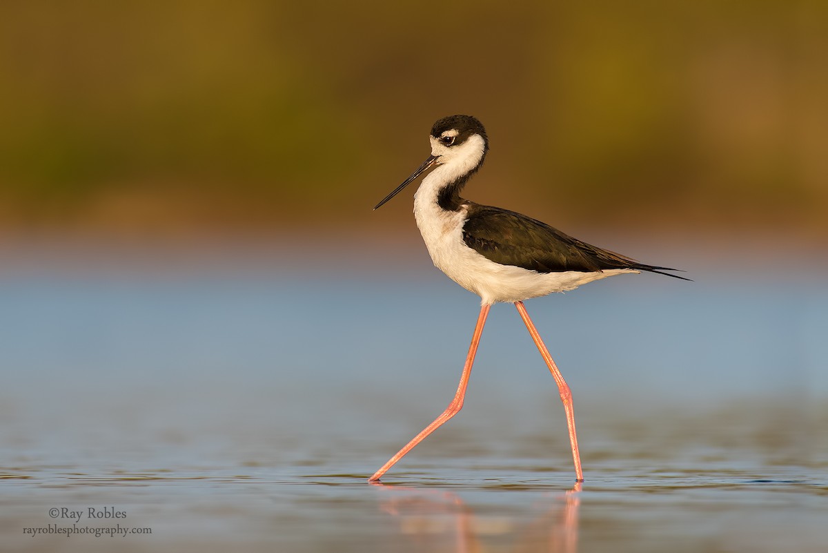 Black-necked Stilt - ML55673741