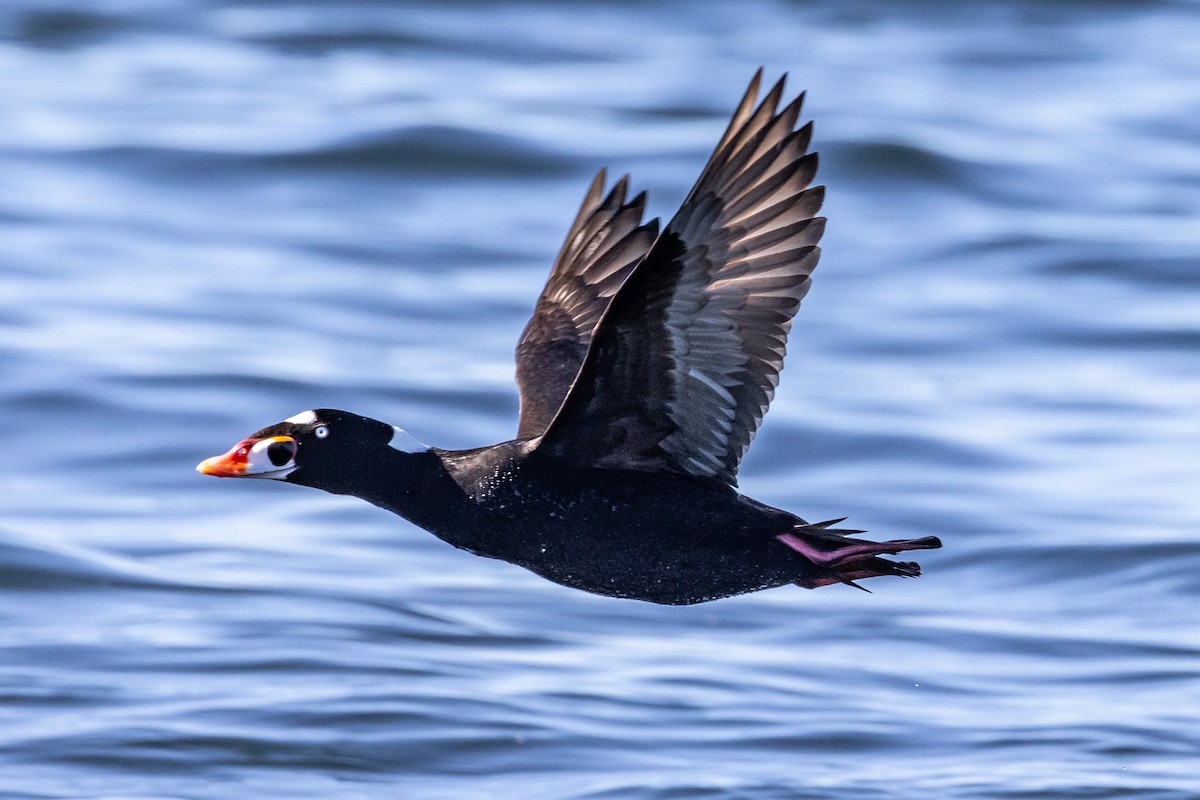 Surf Scoter - ML556737491