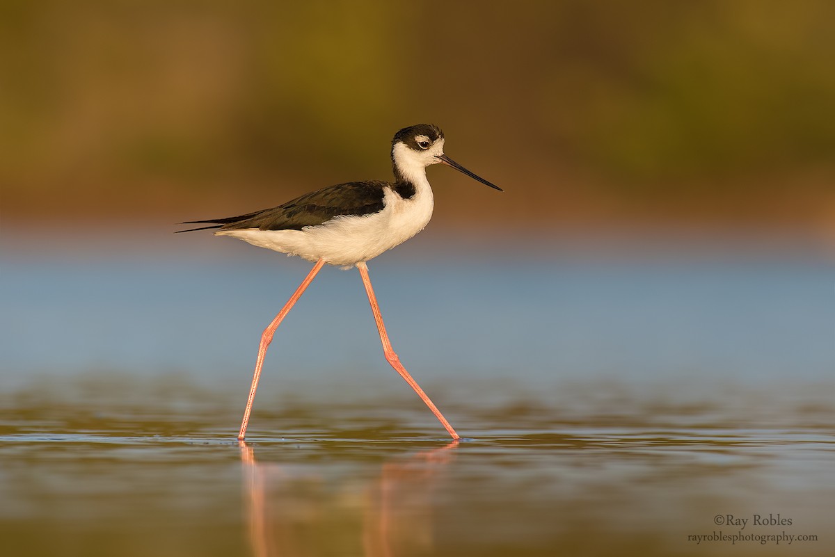 Black-necked Stilt - ML55673781