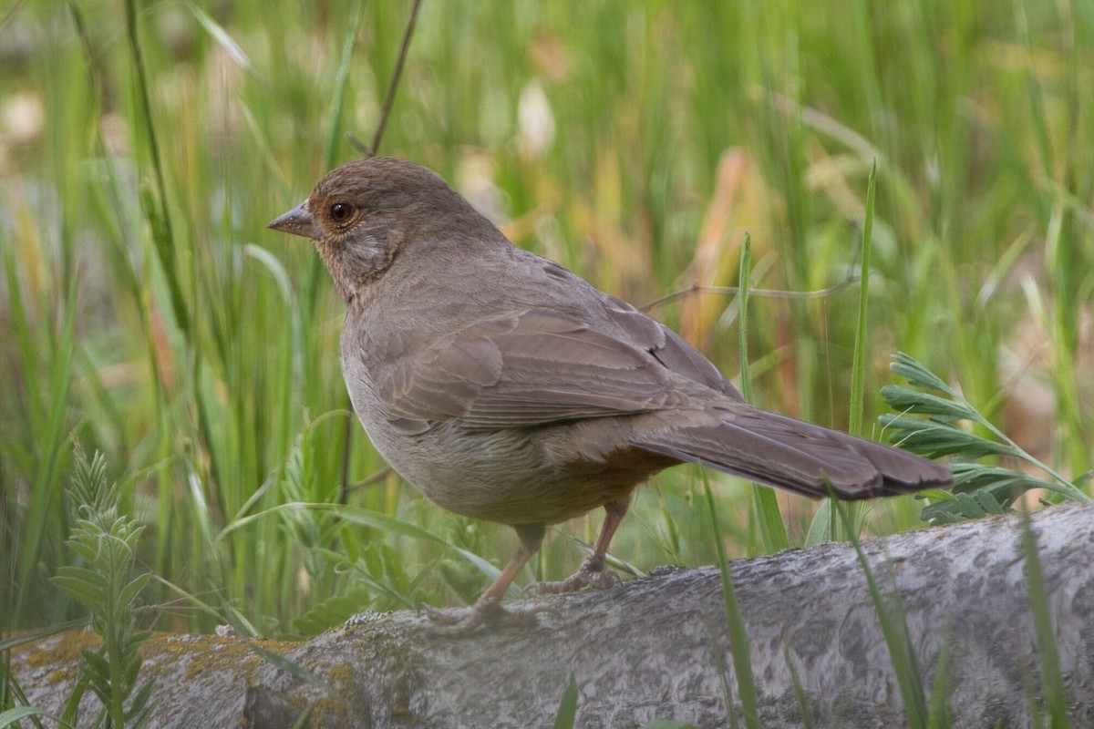 California Towhee - ML556738001