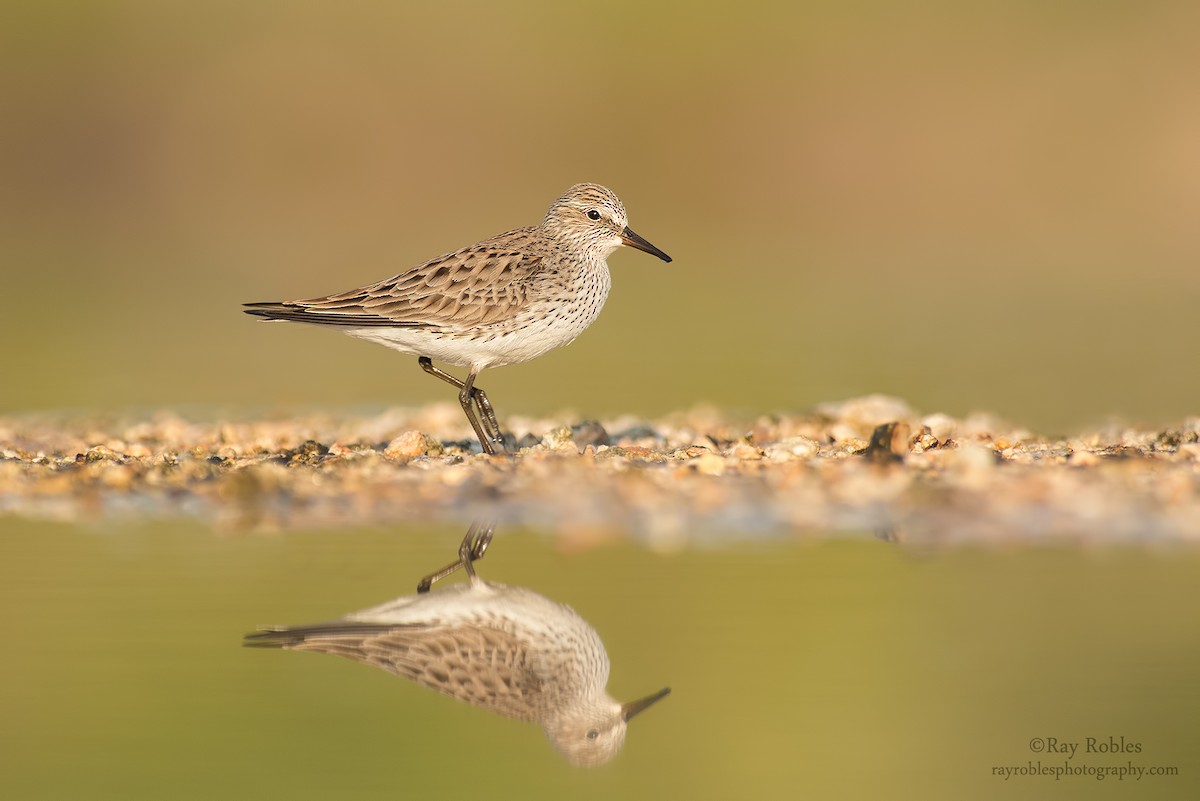 White-rumped Sandpiper - ML55673821