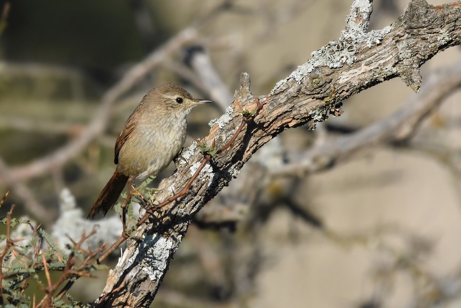 Sharp-billed Canastero - Sergio  Saldaña