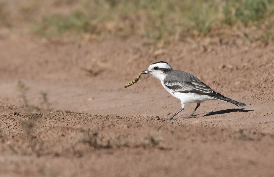 Black-crowned Monjita - ML556738321