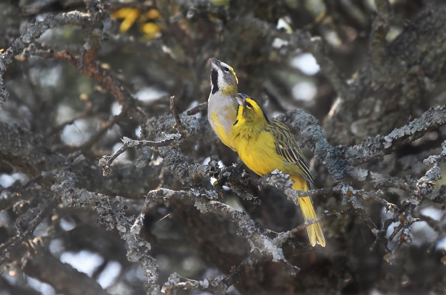 Yellow Cardinal - Sergio  Saldaña