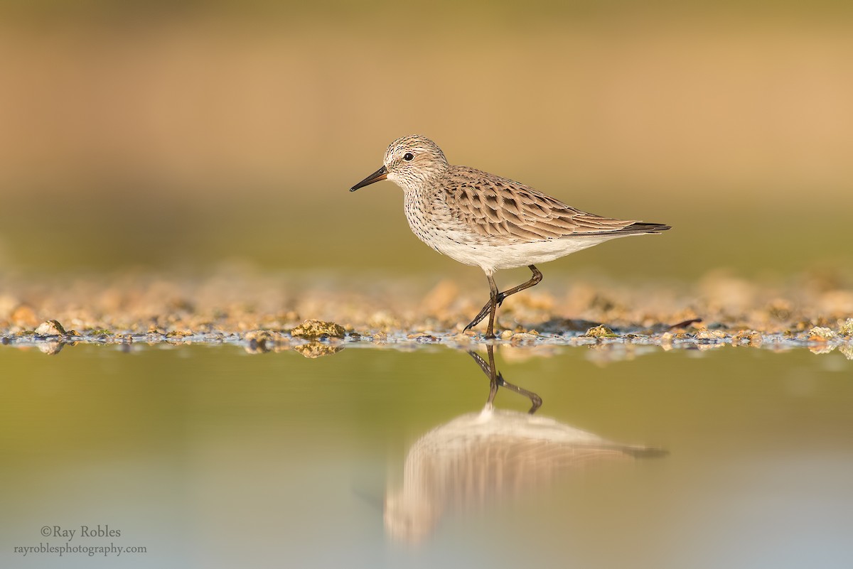 White-rumped Sandpiper - ML55673841