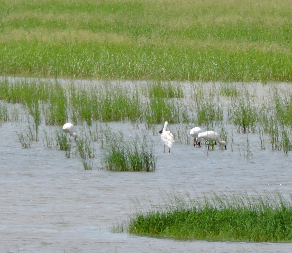 African Spoonbill - ML55673861