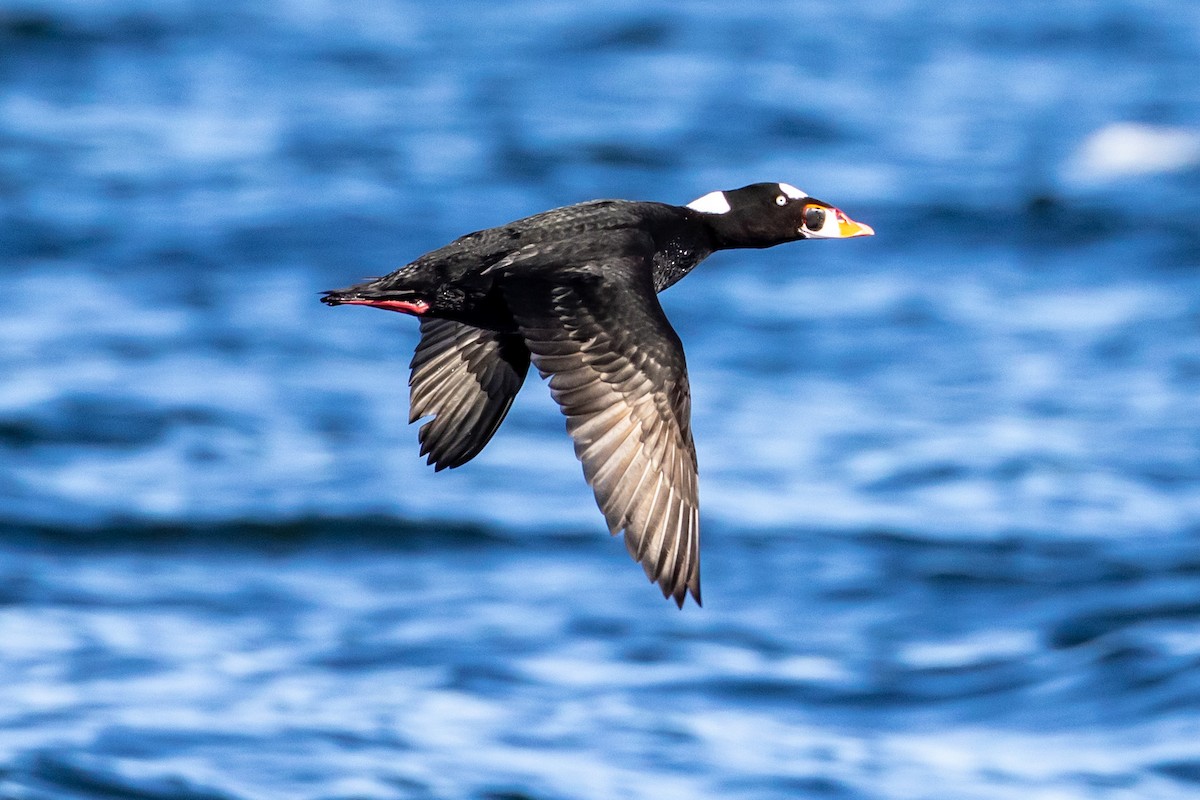 Surf Scoter - ML556738751