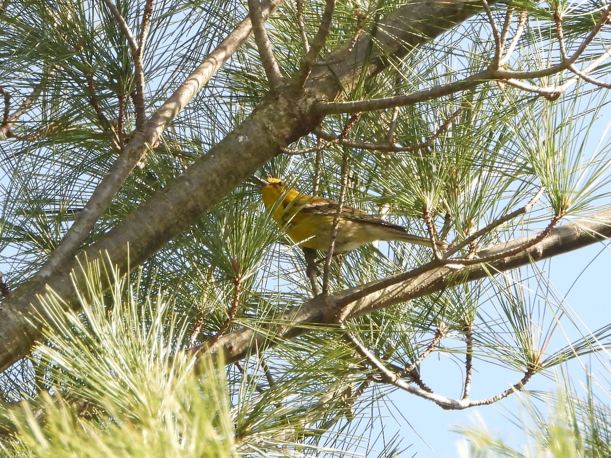 Pine Warbler - ML556739301