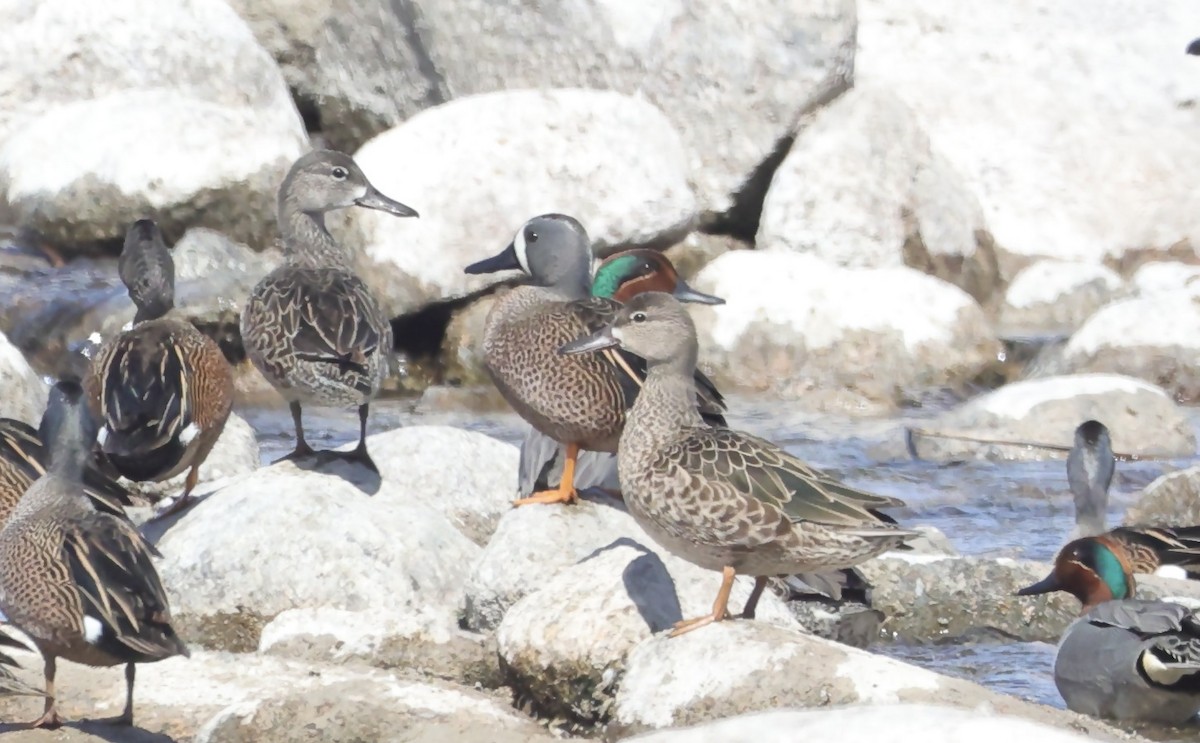 Green-winged Teal - ML556739591