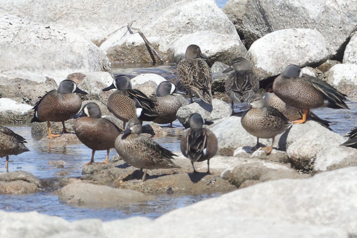 Blue-winged Teal - ML556739871