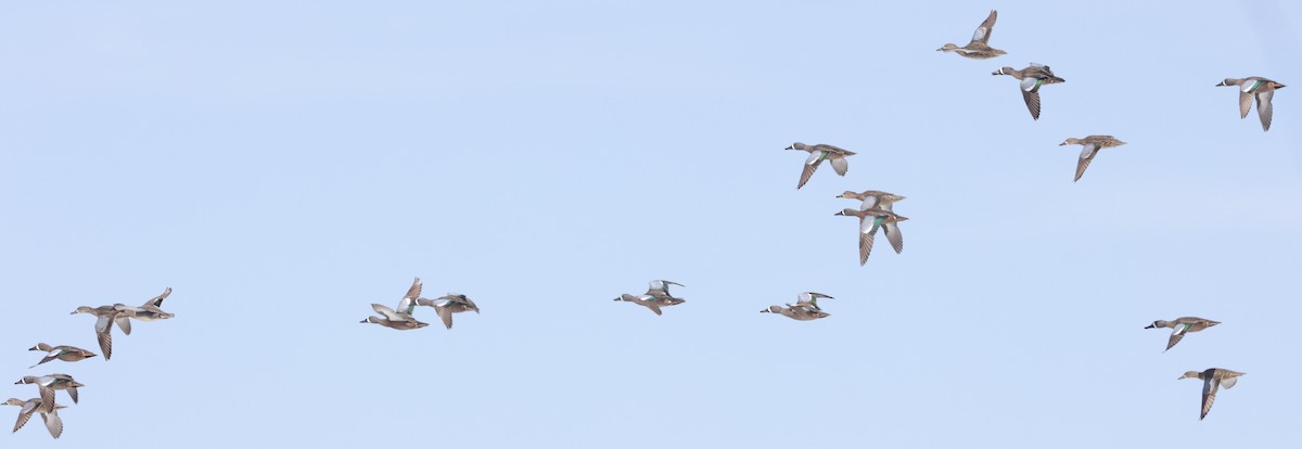 Blue-winged Teal - ML556739951