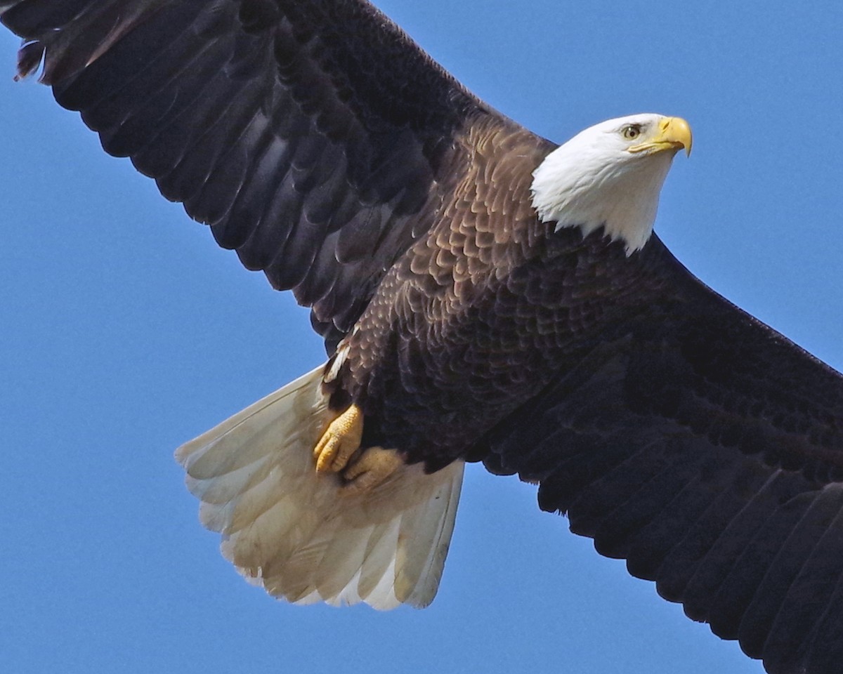 Bald Eagle - ML556740031