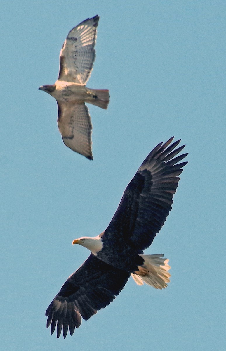 Weißkopf-Seeadler - ML556740101