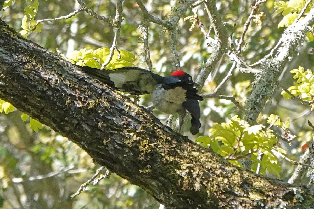 Acorn Woodpecker - ML556742001