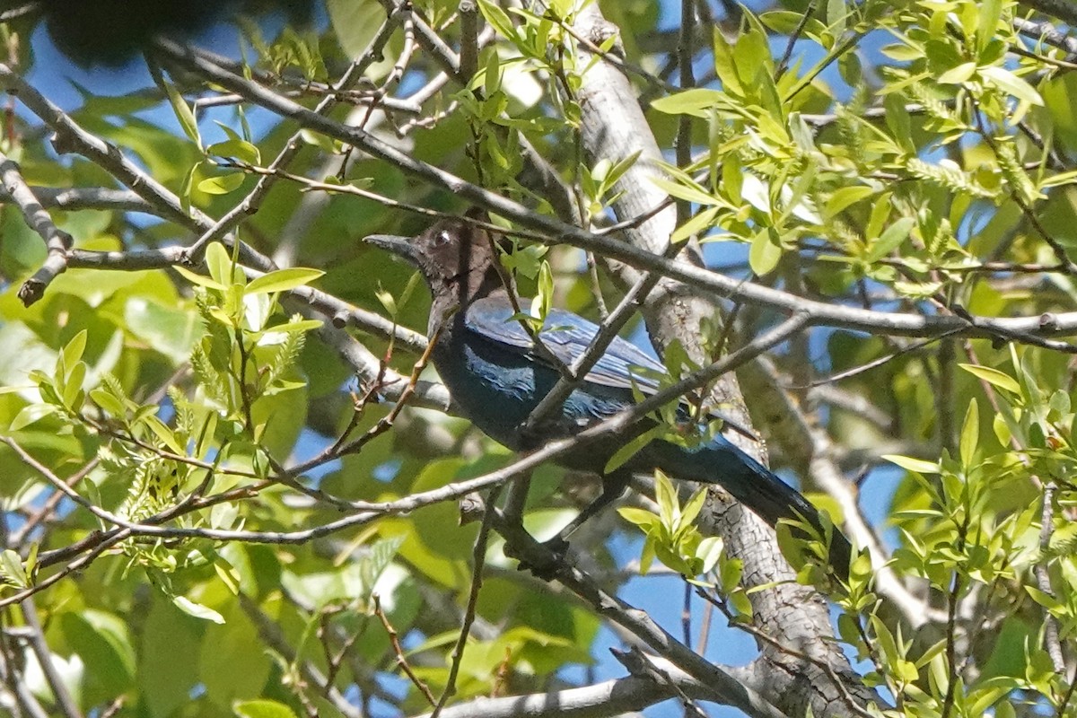 Steller's Jay - ML556742091