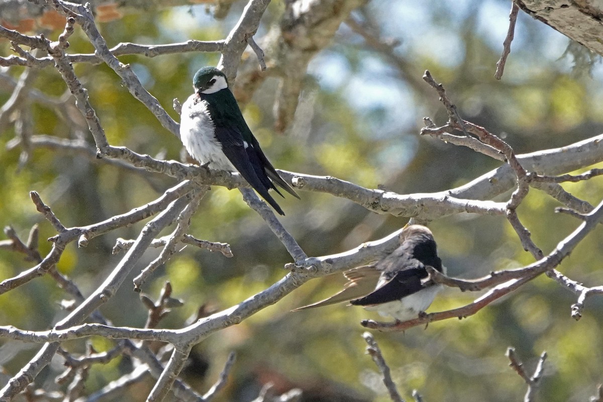 Violet-green Swallow - ML556742161