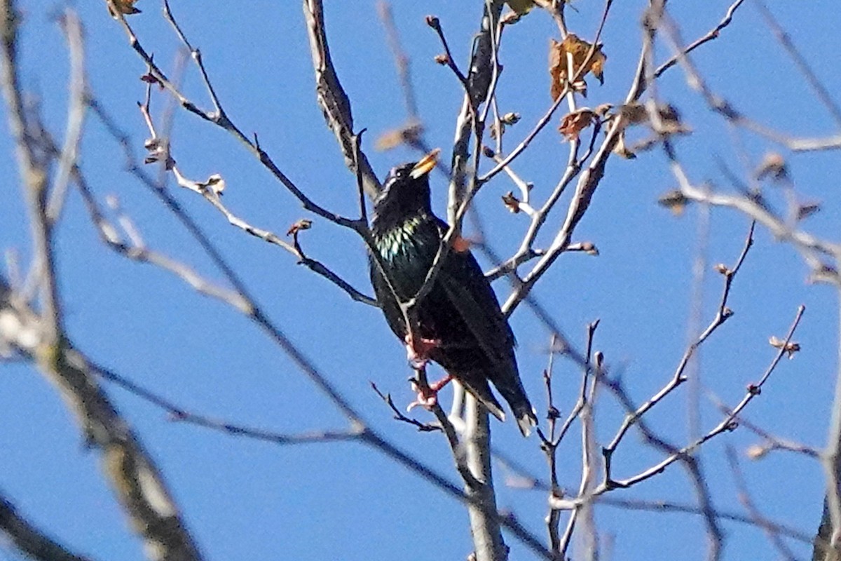 European Starling - ML556742191