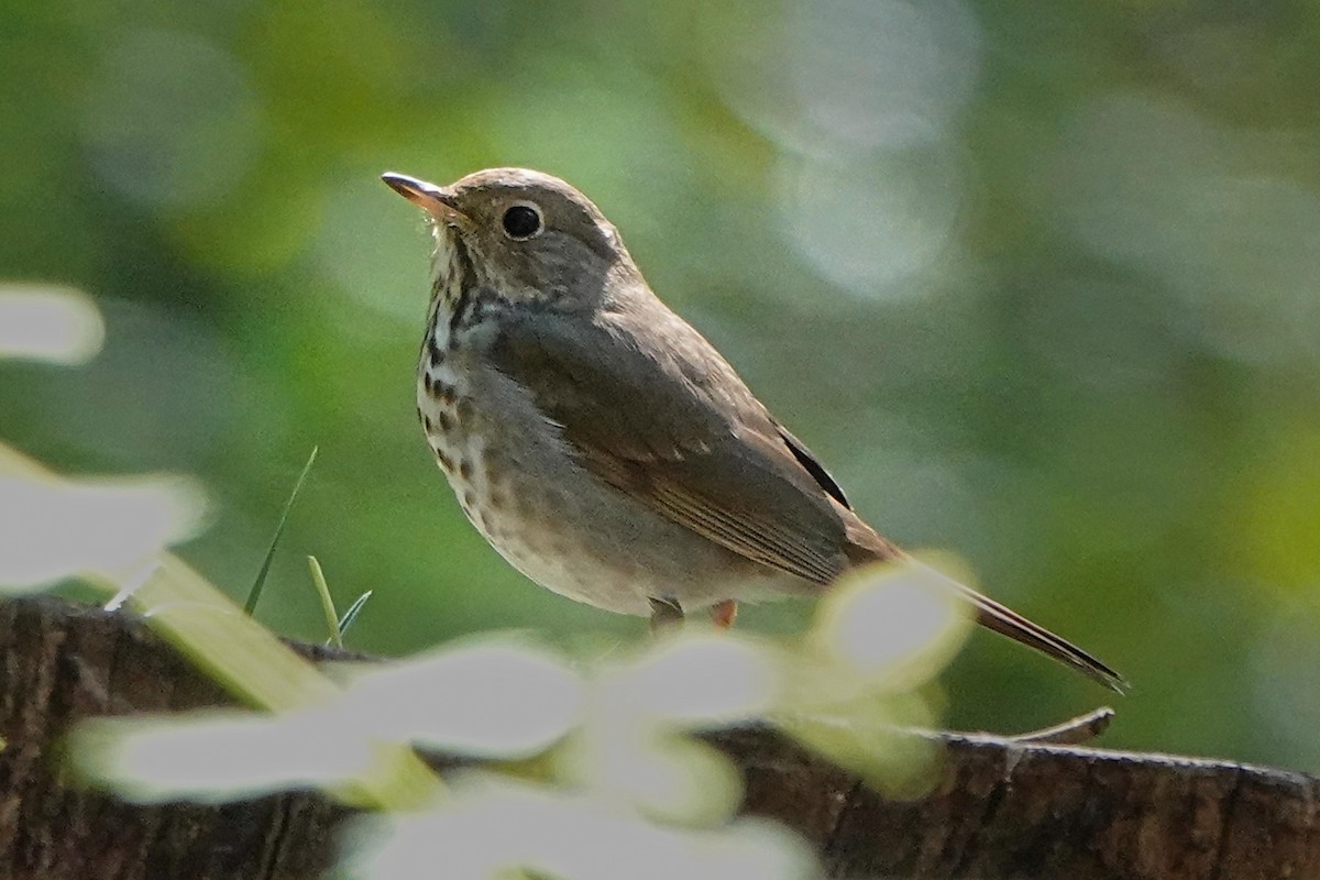 Hermit Thrush - ML556742301